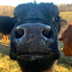 Meet your Posher, Susan